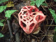 Bosco_Nicolosi - Clathrus_ruber_20101029 013.jpg